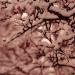 Leaves In Winter