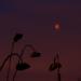 Total Lunar Eclipse