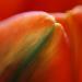 Petals