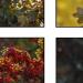 Seasons