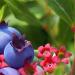 Berries