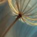 Seeds