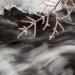 Water and Ice