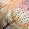 Pastel