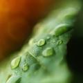 After the Rain