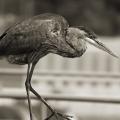 Heron
